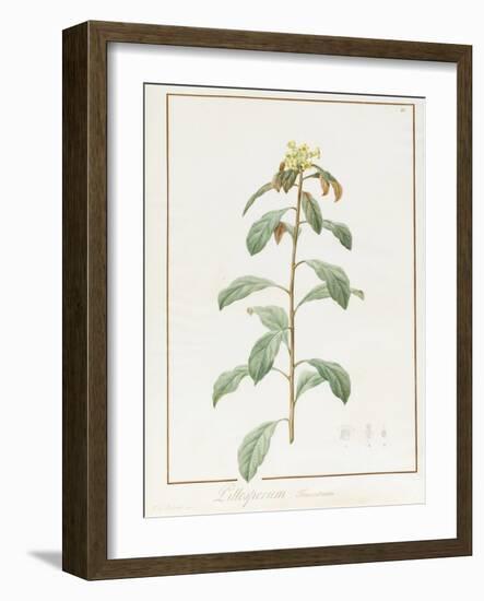 Paeonia Moutan Var. B. Paeonia Suffruticosa-Pierre Joseph Redoute-Framed Giclee Print