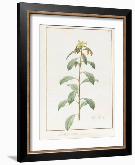 Paeonia Moutan Var. B. Paeonia Suffruticosa-Pierre Joseph Redoute-Framed Giclee Print