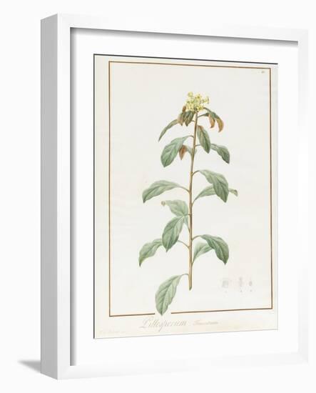 Paeonia Moutan Var. B. Paeonia Suffruticosa-Pierre Joseph Redoute-Framed Giclee Print