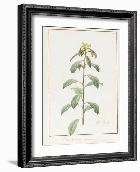 Paeonia Moutan Var. B. Paeonia Suffruticosa-Pierre Joseph Redoute-Framed Giclee Print