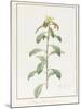 Paeonia Moutan Var. B. Paeonia Suffruticosa-Pierre Joseph Redoute-Mounted Giclee Print