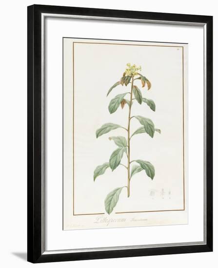 Paeonia Moutan Var. B. Paeonia Suffruticosa-Pierre Joseph Redoute-Framed Giclee Print