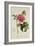 Paeonia Moutan-Pierre-Joseph Redouté-Framed Giclee Print