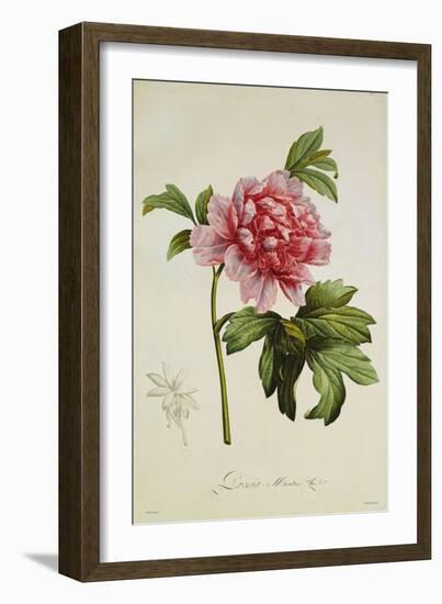 Paeonia Moutan-Pierre-Joseph Redouté-Framed Giclee Print