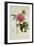 Paeonia Moutan-Pierre-Joseph Redouté-Framed Giclee Print