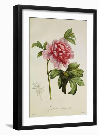 Paeonia Moutan-Pierre-Joseph Redouté-Framed Giclee Print