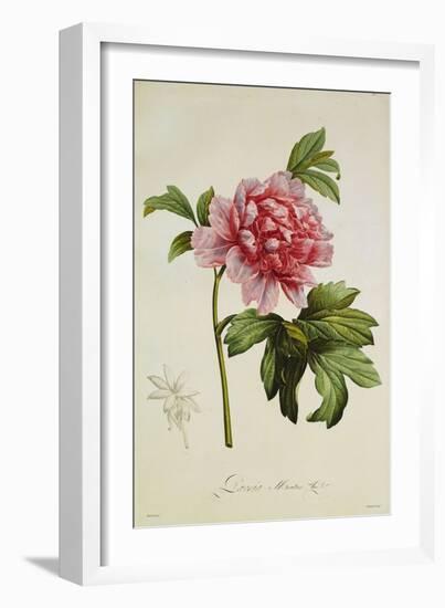 Paeonia Moutan-Pierre-Joseph Redouté-Framed Giclee Print