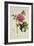 Paeonia Moutan-Pierre-Joseph Redouté-Framed Giclee Print