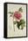 Paeonia Moutan-Pierre-Joseph Redouté-Framed Premier Image Canvas