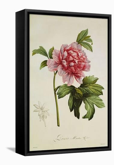 Paeonia Moutan-Pierre-Joseph Redouté-Framed Premier Image Canvas