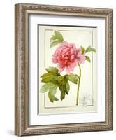 Paeonia Suffruticosa, 1812 (W/C with Gum Arabic over Traces of Graphite on Vellum)-Pierre Joseph Redoute-Framed Giclee Print