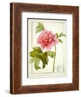 Paeonia Suffruticosa, 1812 (W/C with Gum Arabic over Traces of Graphite on Vellum)-Pierre Joseph Redoute-Framed Giclee Print