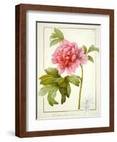 Paeonia Suffruticosa, 1812 (W/C with Gum Arabic over Traces of Graphite on Vellum)-Pierre Joseph Redoute-Framed Giclee Print
