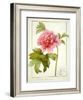 Paeonia Suffruticosa, 1812 (W/C with Gum Arabic over Traces of Graphite on Vellum)-Pierre Joseph Redoute-Framed Giclee Print