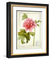 Paeonia Suffruticosa, 1812 (W/C with Gum Arabic over Traces of Graphite on Vellum)-Pierre Joseph Redoute-Framed Giclee Print
