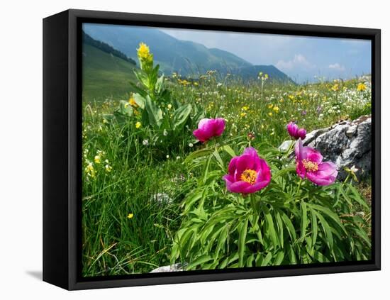 Paeony flowering, Italy-Konrad Wothe-Framed Premier Image Canvas