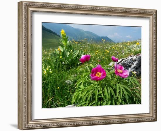 Paeony flowering, Italy-Konrad Wothe-Framed Photographic Print