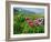 Paeony flowering, Italy-Konrad Wothe-Framed Photographic Print