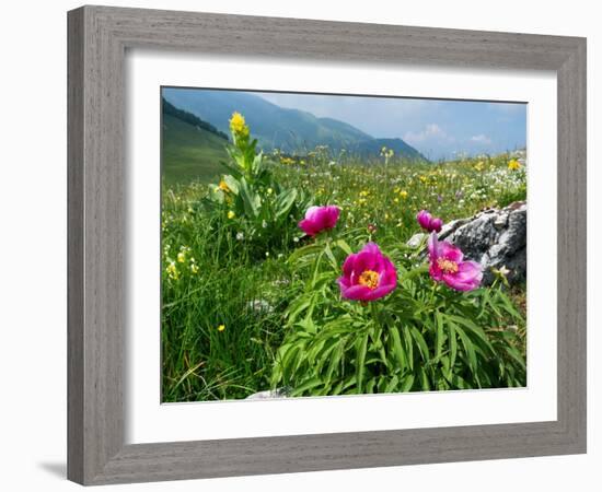 Paeony flowering, Italy-Konrad Wothe-Framed Photographic Print