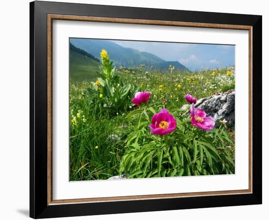 Paeony flowering, Italy-Konrad Wothe-Framed Photographic Print