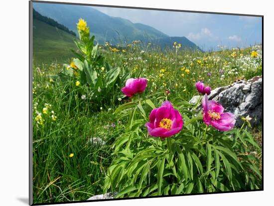 Paeony flowering, Italy-Konrad Wothe-Mounted Photographic Print