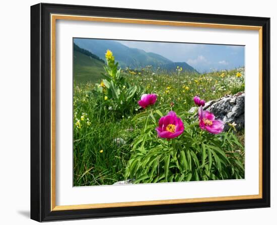 Paeony flowering, Italy-Konrad Wothe-Framed Photographic Print