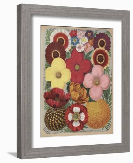 Page from Flower Catalogue-null-Framed Giclee Print