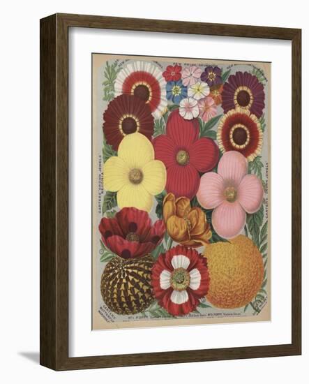 Page from Flower Catalogue-null-Framed Giclee Print