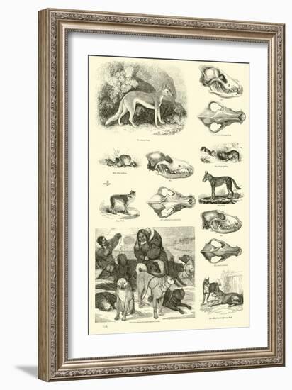 Page from the Pictorial Museum of Animated Nature-null-Framed Giclee Print