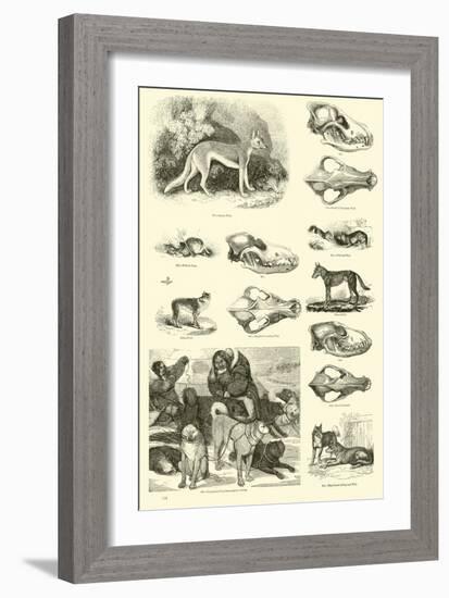 Page from the Pictorial Museum of Animated Nature-null-Framed Giclee Print