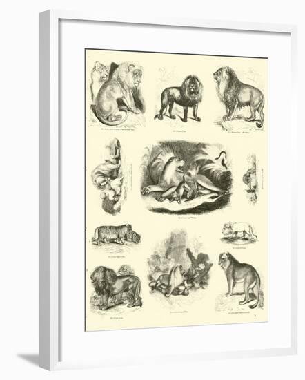 Page from the Pictorial Museum of Animated Nature-null-Framed Giclee Print