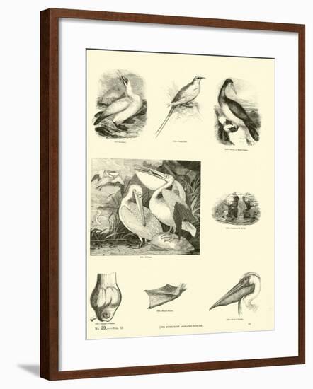 Page from the Pictorial Museum of Animated Nature-null-Framed Giclee Print