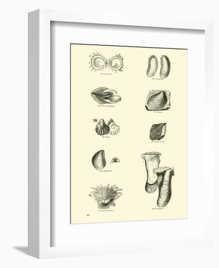 Page from the Pictorial Museum of Animated Nature-null-Framed Giclee Print