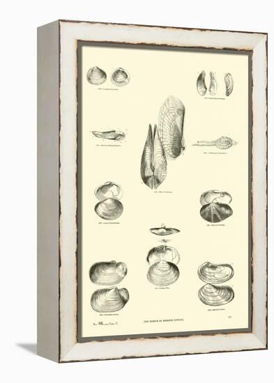 Page from the Pictorial Museum of Animated Nature-null-Framed Premier Image Canvas