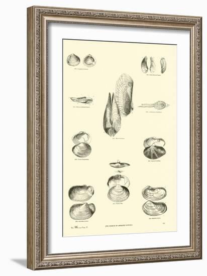 Page from the Pictorial Museum of Animated Nature-null-Framed Giclee Print