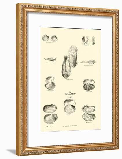 Page from the Pictorial Museum of Animated Nature-null-Framed Giclee Print