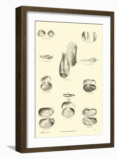 Page from the Pictorial Museum of Animated Nature-null-Framed Giclee Print