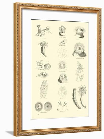 Page from the Pictorial Museum of Animated Nature-null-Framed Giclee Print