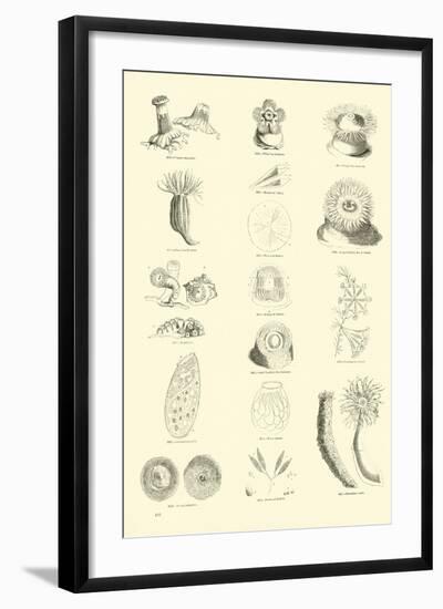 Page from the Pictorial Museum of Animated Nature-null-Framed Giclee Print