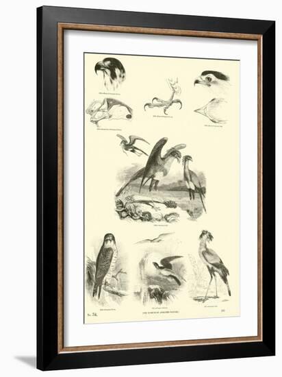 Page from the Pictorial Museum of Animated Nature-null-Framed Giclee Print