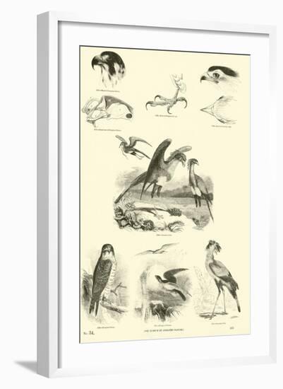 Page from the Pictorial Museum of Animated Nature-null-Framed Giclee Print