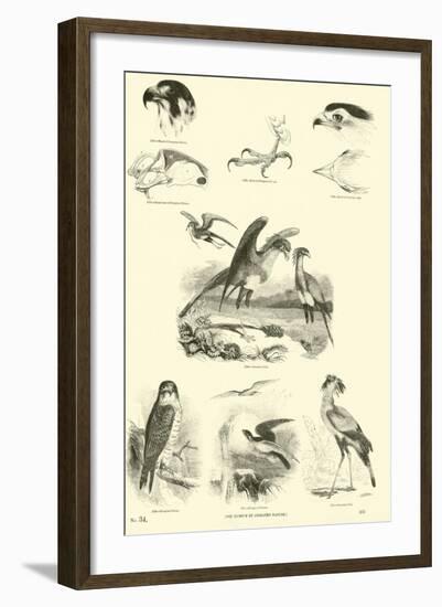 Page from the Pictorial Museum of Animated Nature-null-Framed Giclee Print