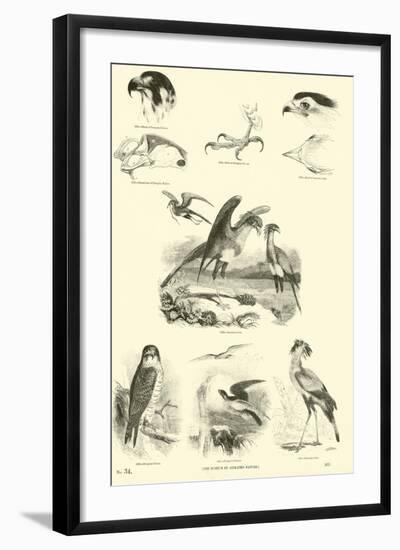 Page from the Pictorial Museum of Animated Nature-null-Framed Giclee Print