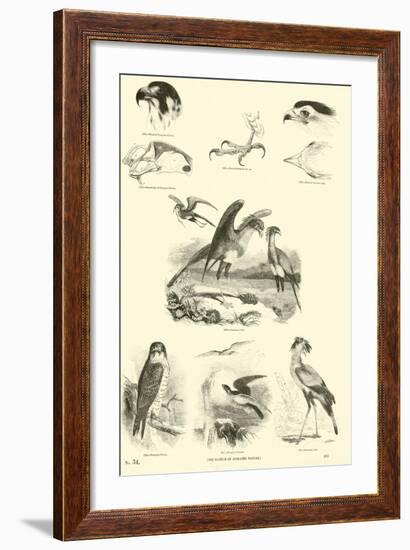 Page from the Pictorial Museum of Animated Nature-null-Framed Giclee Print