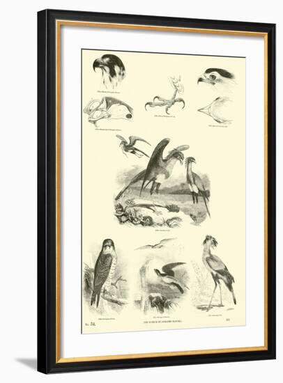 Page from the Pictorial Museum of Animated Nature-null-Framed Giclee Print