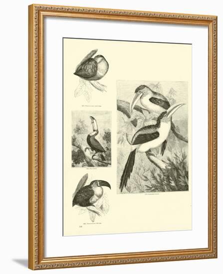 Page from the Pictorial Museum of Animated Nature-null-Framed Giclee Print