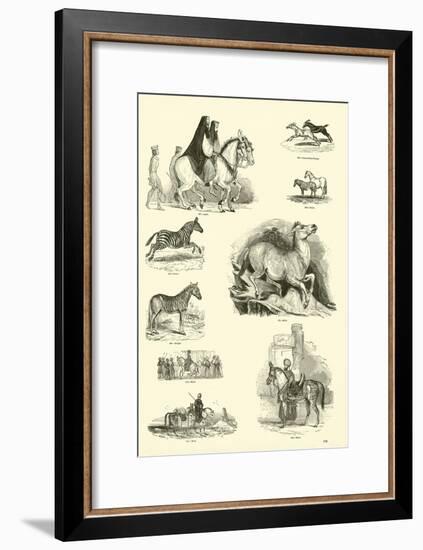 Page from the Pictorial Museum of Animated Nature-null-Framed Giclee Print