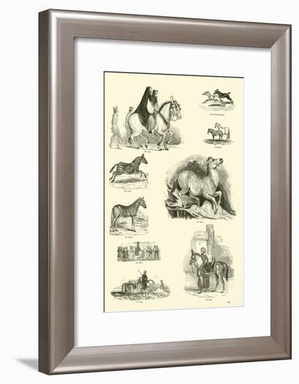 Page from the Pictorial Museum of Animated Nature-null-Framed Giclee Print