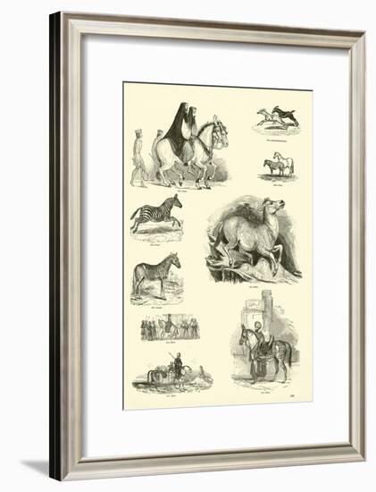 Page from the Pictorial Museum of Animated Nature-null-Framed Giclee Print