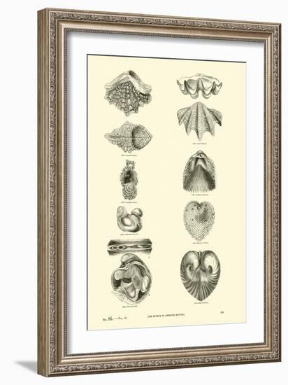 Page from the Pictorial Museum of Animated Nature-null-Framed Giclee Print